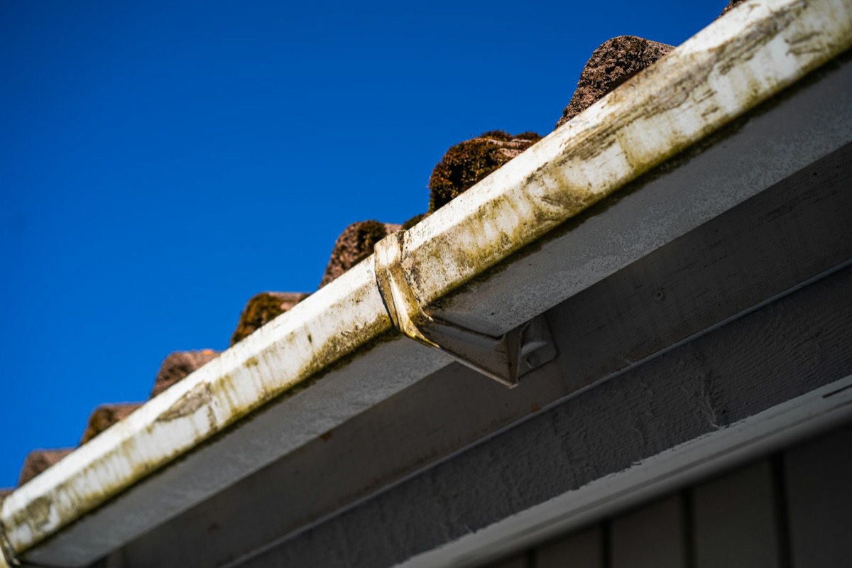 Gutter full of leaves and debris on a residential home