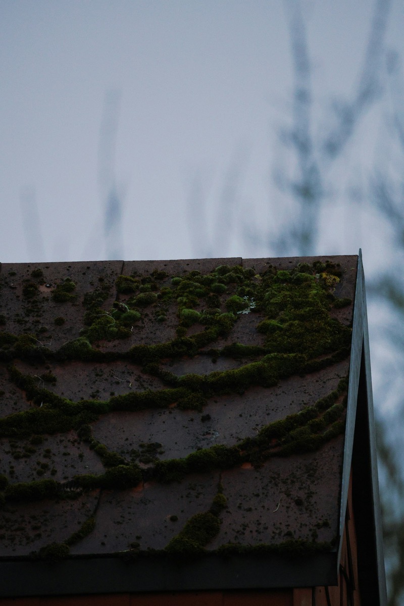 Moss growth on roof shingles, common in the Pacific Northwest